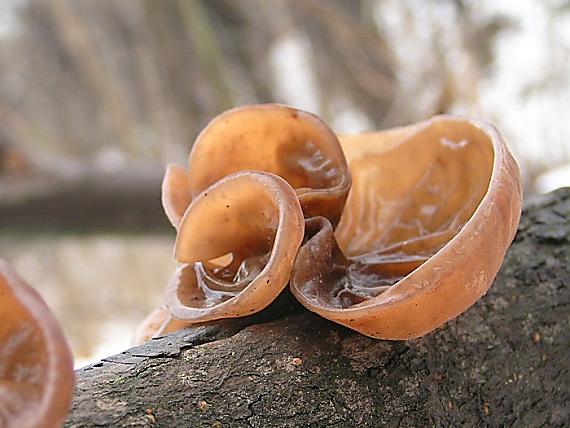 uchovec bazový Auricularia auricula-judae (Bull.) Quél.