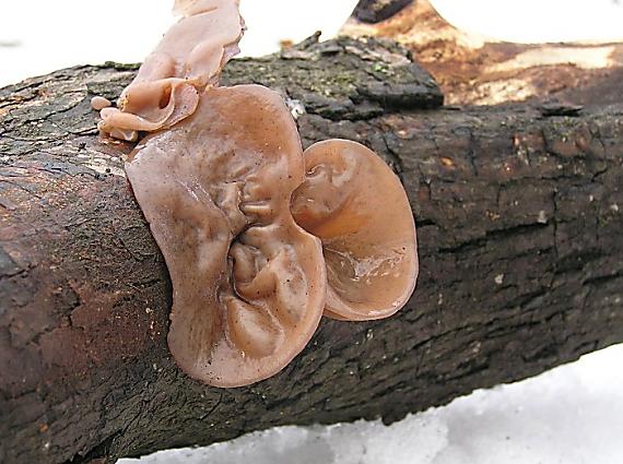 uchovec bazový Auricularia auricula-judae (Bull.) Quél.