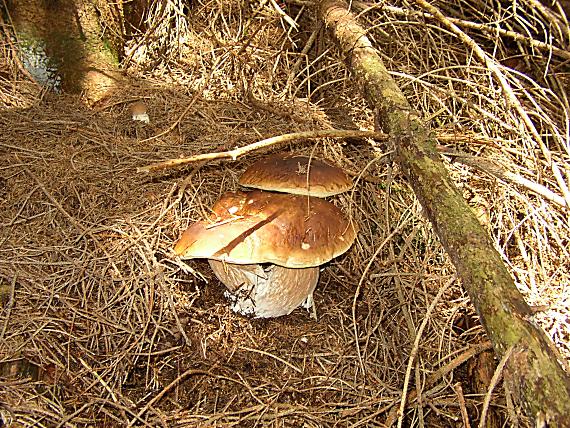 hríb smrekový Boletus edulis Bull.