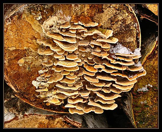 trúdnikovec pestrý Trametes versicolor (L.) Lloyd