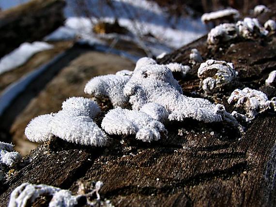 klanolupeňovka obyčajná Schizophyllum commune Fr.