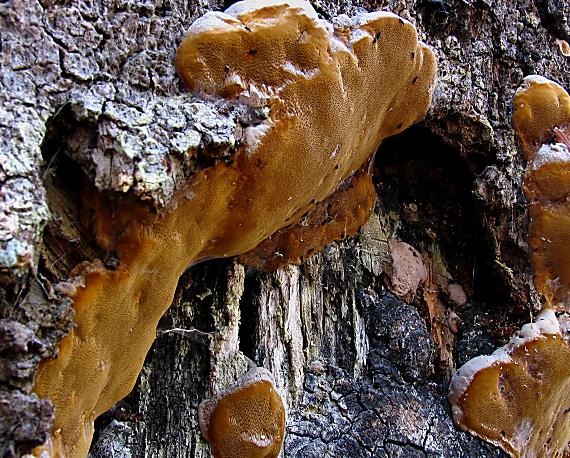 ohňovec sp. Phellinus sp.