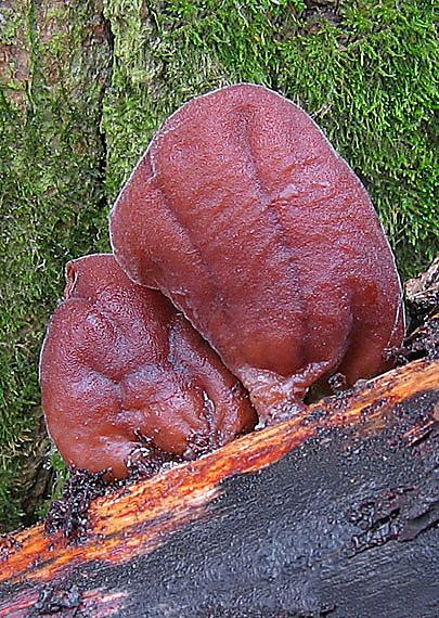 uchovec bazový Auricularia auricula-judae (Bull.) Quél.