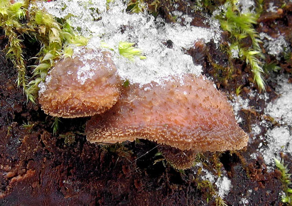 lastúrka plstnatá Hohenbuehelia mastrucata (Fr.) Singer