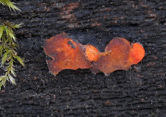 slzovec oranžovočervený Dacrymyces chrysospermus Berk. & M.A. Curtis