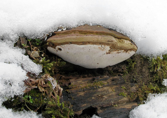 lesklokôrovka plochá Ganoderma applanatum (Pers.) Pat.