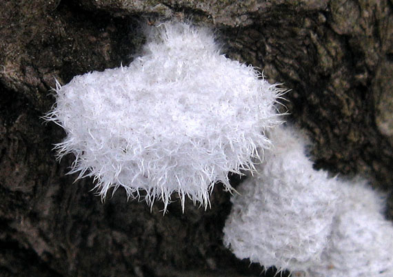 klanolupeňovka obyčajná Schizophyllum commune Fr.