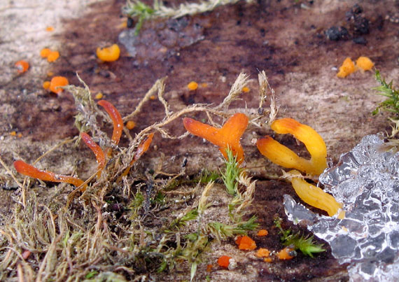 parôžkovec malý Calocera cornea (Fr.) Loud.