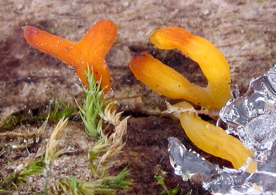 parôžkovec malý Calocera cornea (Fr.) Loud.