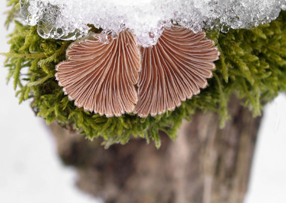 klanolupeňovka obyčajná Schizophyllum commune Fr.