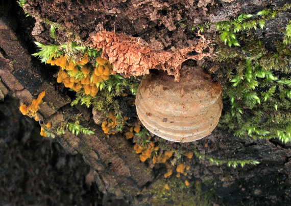 lesklokôrovka plochá Ganoderma applanatum (Pers.) Pat.