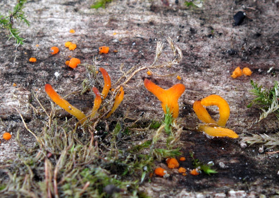 parôžkovec malý Calocera cornea (Fr.) Loud.