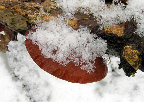 uchovec bazový Auricularia auricula-judae (Bull.) Quél.