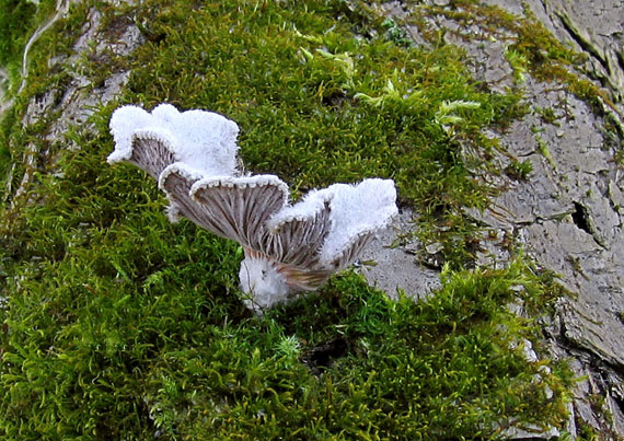 klanolupeňovka obyčajná Schizophyllum commune Fr.