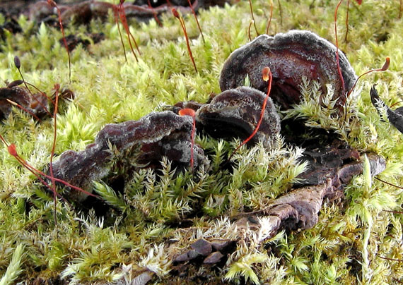 uchovka pásikavá Auricularia mesenterica (Dicks.) Pers.