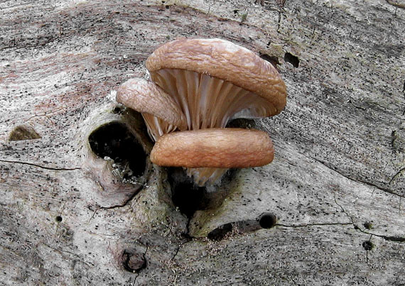 hliva ustricovitá Pleurotus ostreatus (Jacq.) P. Kumm.