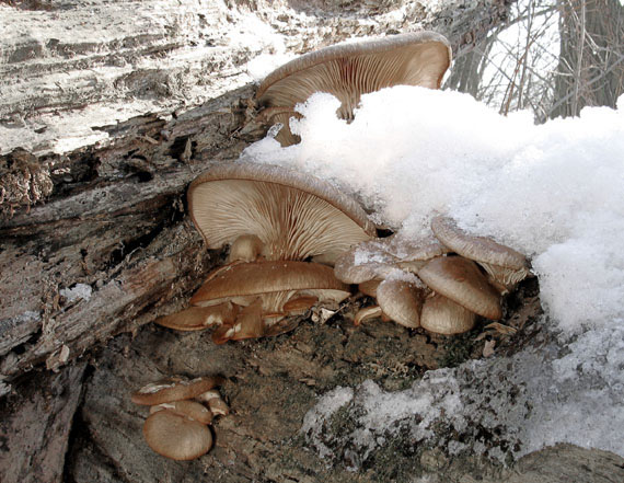 hliva ustricovitá Pleurotus ostreatus (Jacq.) P. Kumm.