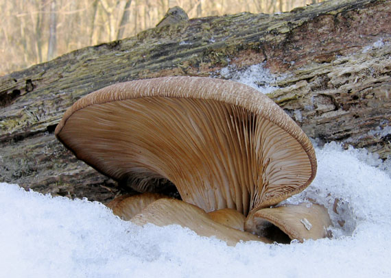 hliva ustricovitá Pleurotus ostreatus (Jacq.) P. Kumm.