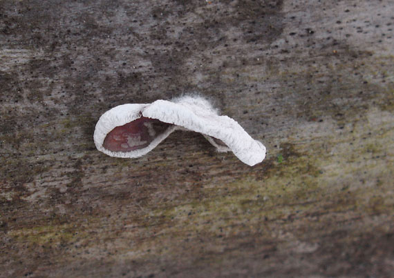 škľabka plstnatá Schizophyllum amplum (Lév.) Nakasone