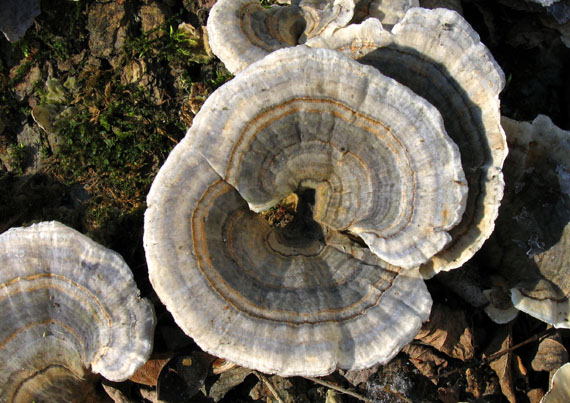 trúdnikovec pestrý Trametes versicolor (L.) Lloyd