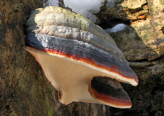 práchnovček pásikavý Fomitopsis pinicola (Sw.) P. Karst.