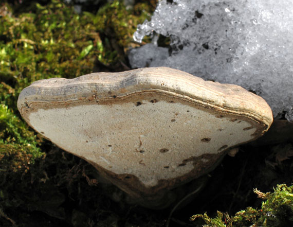 lesklokôrovka plochá Ganoderma applanatum (Pers.) Pat.