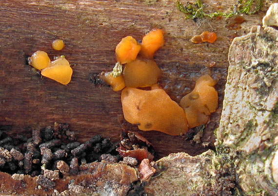 slzovec rôsolovitý Dacrymyces stillatus Nees