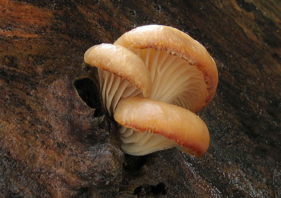 hliva ustricovitá Pleurotus ostreatus (Jacq.) P. Kumm.