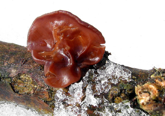 uchovec bazový Auricularia auricula-judae (Bull.) Quél.