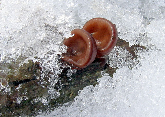 uchovec bazový Auricularia auricula-judae (Bull.) Quél.