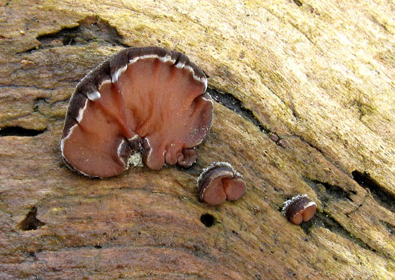 uchovka pásikavá Auricularia mesenterica (Dicks.) Pers.