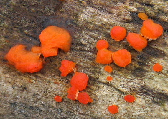 slzovec Dacrymyces