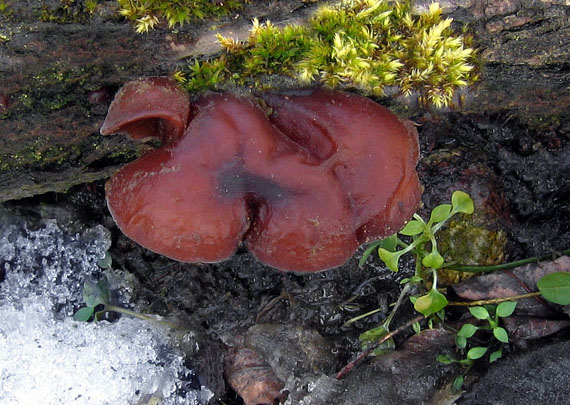 uchovec bazový Auricularia auricula-judae (Bull.) Quél.