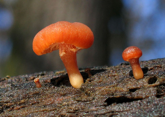 smeťovka zimná Tubaria furfuracea (Pers.) Gillet