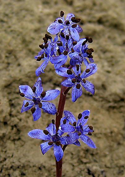 scila dvojlistá - scilla bifolia