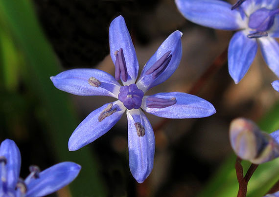 scila dvojlistá - scilla bifolia