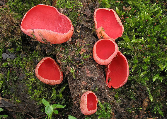 ohnivec šarlátový Sarcoscypha coccinea (Gray) Boud.