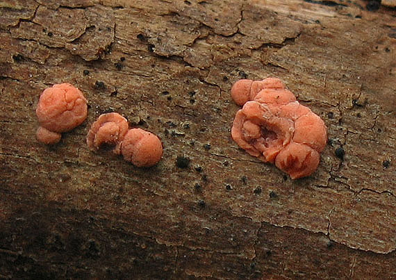 hlivka červená Nectria cinnabarina (Tode) Fr.