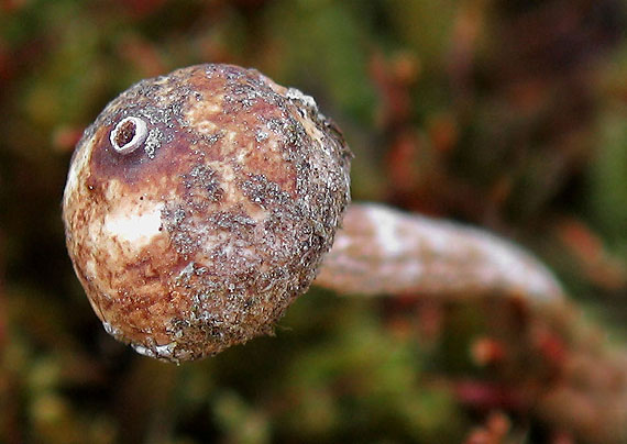 stopkovec zimný Tulostoma brumale Pers.