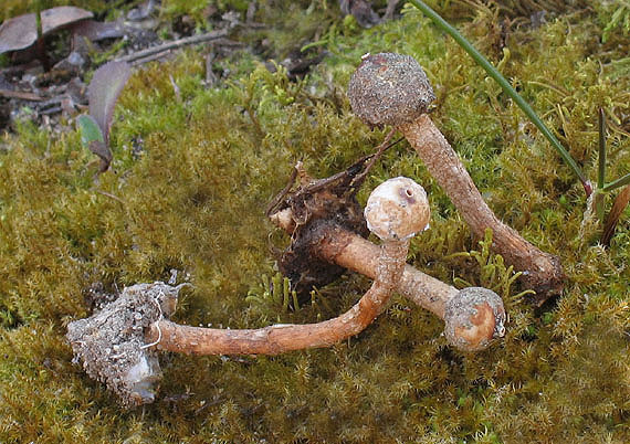 stopkovec zimný Tulostoma brumale Pers.