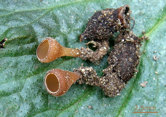 hľuznatka  Sclerotinia ficariae Rehm