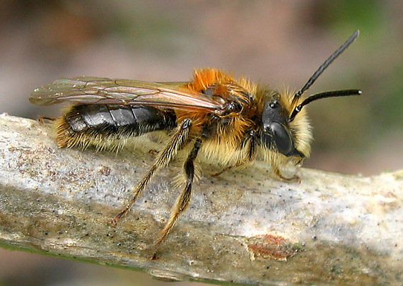 žeby to bola Včela Čalúnnica? Megachile centuncularis? Leaf cutter bee?