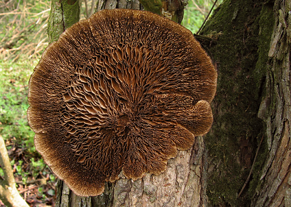 sieťkovček červenkastý Daedaleopsis confragosa (Bolton) J. Schröt.