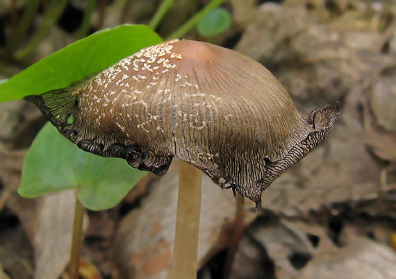 hnojník okrový Coprinellus domesticus (Bolton) Vilgalys, Hopple & Jacq. Johnson