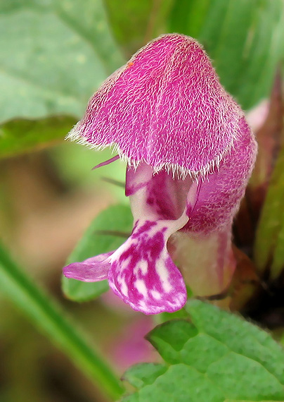 hluchavka škvrnitá Lamium maculatum L.