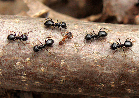 mravce akési...