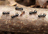 mravce akési...
