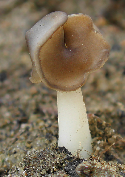 chriapač pieskomilný Helvella leucopus Pers.