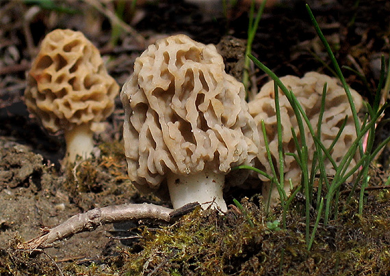 smrčok jedlý Morchella esculenta (L.) Pers.