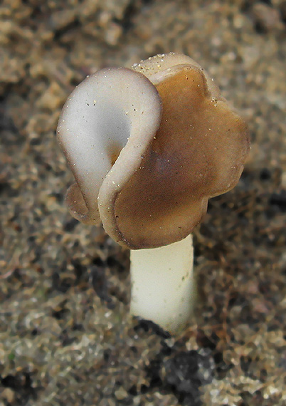 chriapač pieskomilný Helvella leucopus Pers.